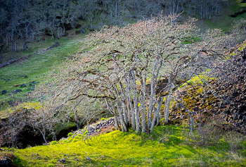 Columbia River Gorge