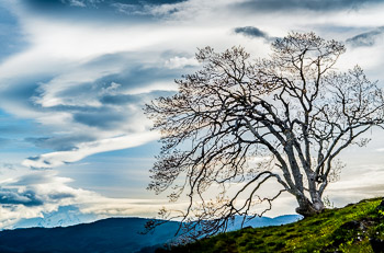 Trees