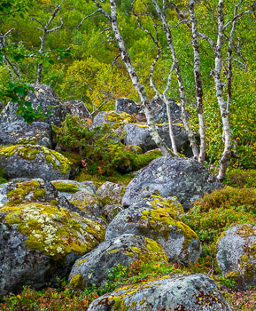 Trees